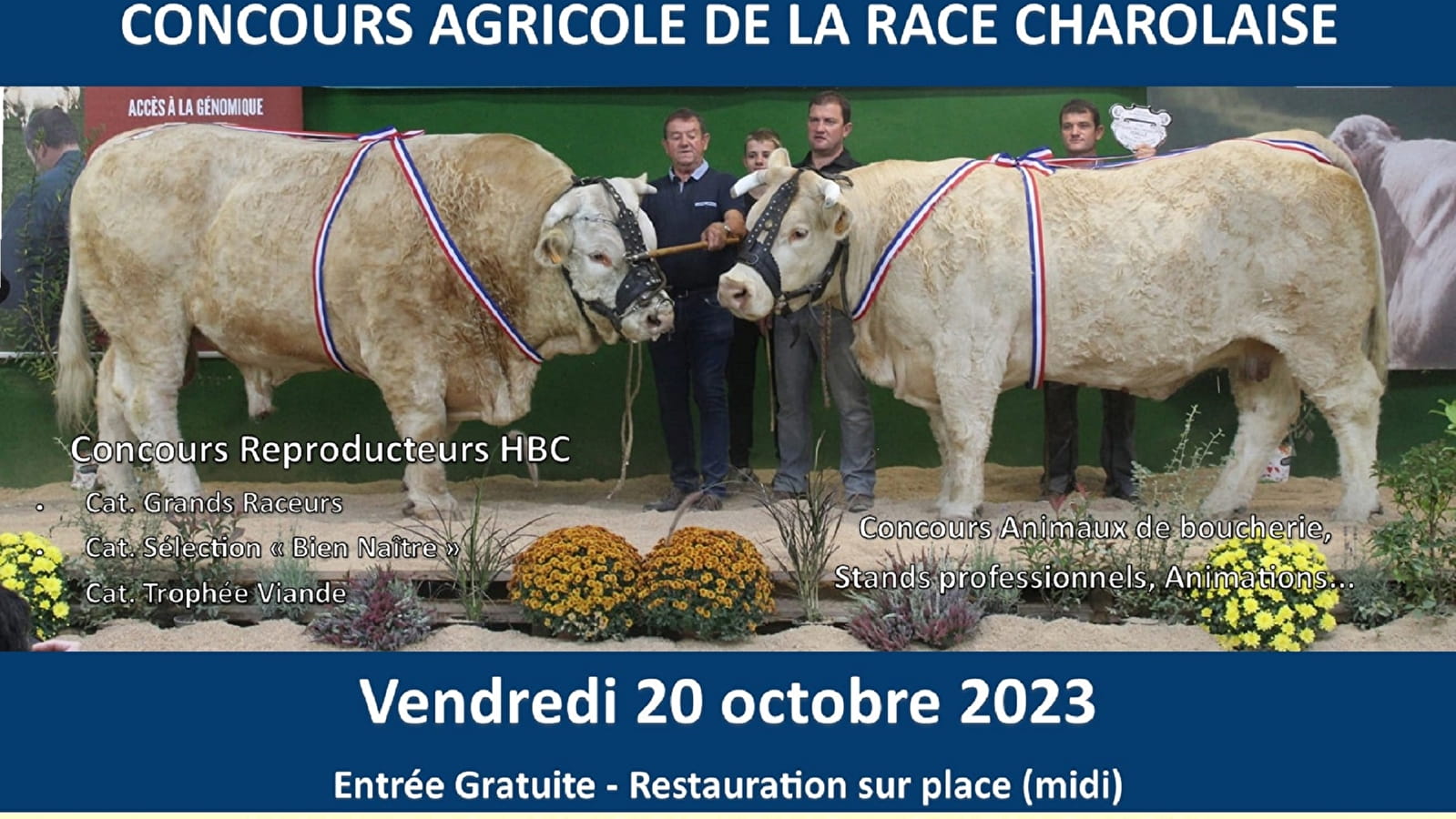 Landwirtschaftlicher Wettbewerb der Charolais-Rasse