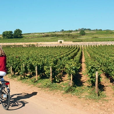 La Voie des Vignes: von Marsannay-la-Côte nach Santenay