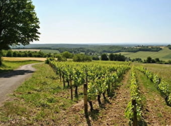 Vignoble des Côtes de La Charité - LA CHARITE-SUR-LOIRE