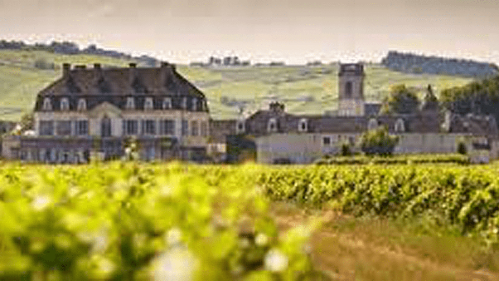 Wine & Break in Burgund