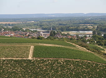 Vignoble de Pouilly-Fumé et Pouilly-sur-Loire - POUILLY-SUR-LOIRE