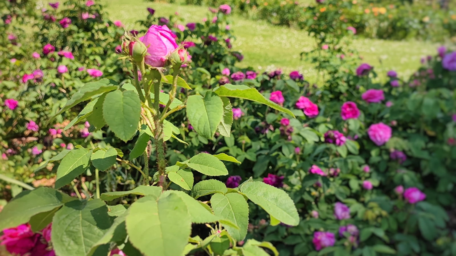 Geführte Tour: Die Rosen des Jardin Saint-Hugues