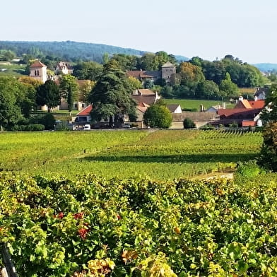 Praktikum zur Entdeckung der Burgunderweine: Geführter Spaziergang, Einführung in die Weinprobe und die Önologie