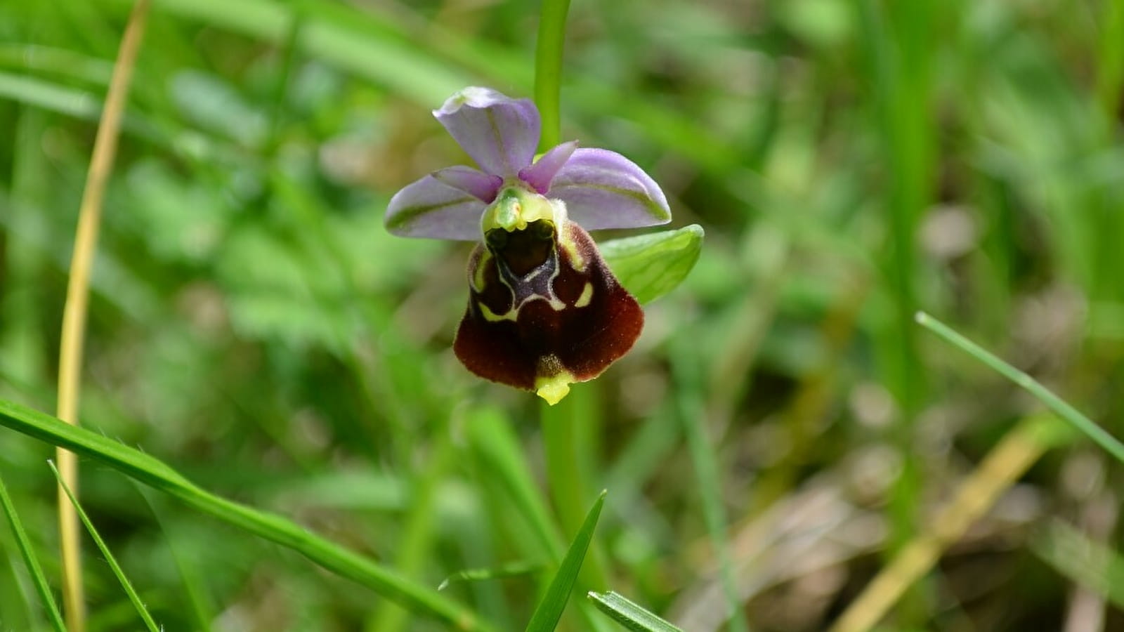 Wilde Orchideen - ENS2023