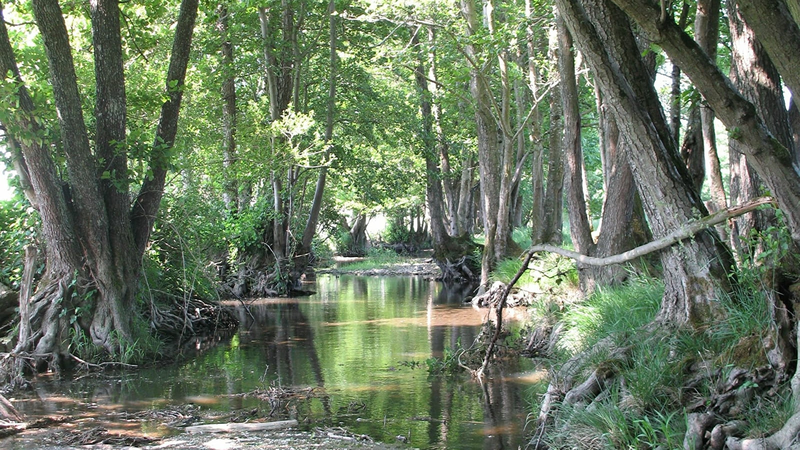 Soirée débat - Entre l'Aron et la Loire : quelle biodiversité dans nos cours d'eau et quels enjeux ?