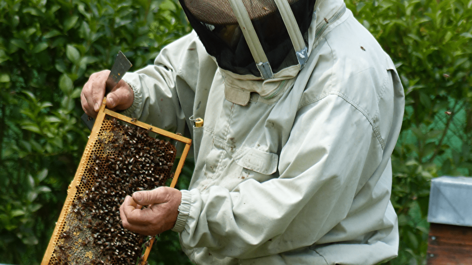 Die Kunst der Bienenzucht