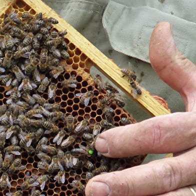 Die Kunst der Bienenzucht
