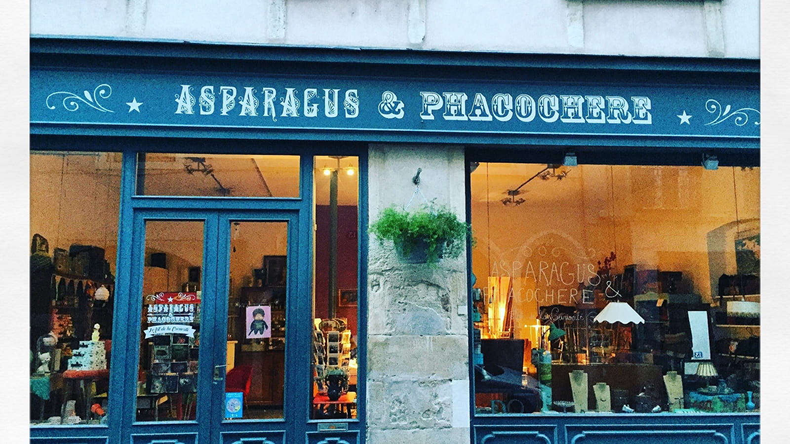 Asparagus & Phacochère