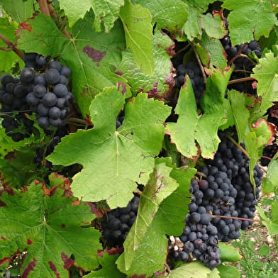 Vignoble des Coteaux du Giennois
