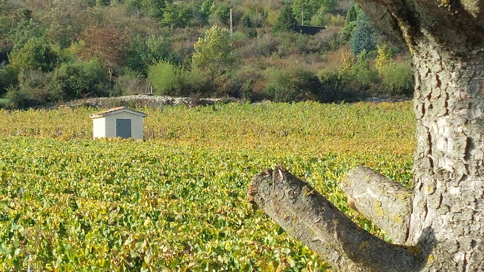 Les Jeudis Vignobles & Découvertes - Ungewöhnliche Weinprobe - Im Herzen der Weinberge von Rully