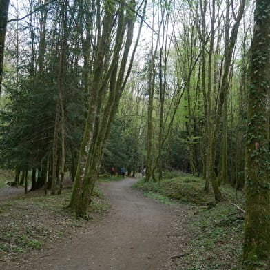 Mountainbike-Route Bois de la Brosse