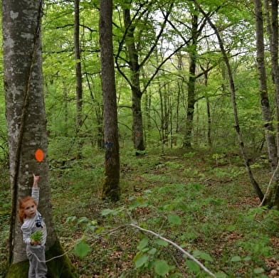 Naturspaziergang im Wald - ENS2023