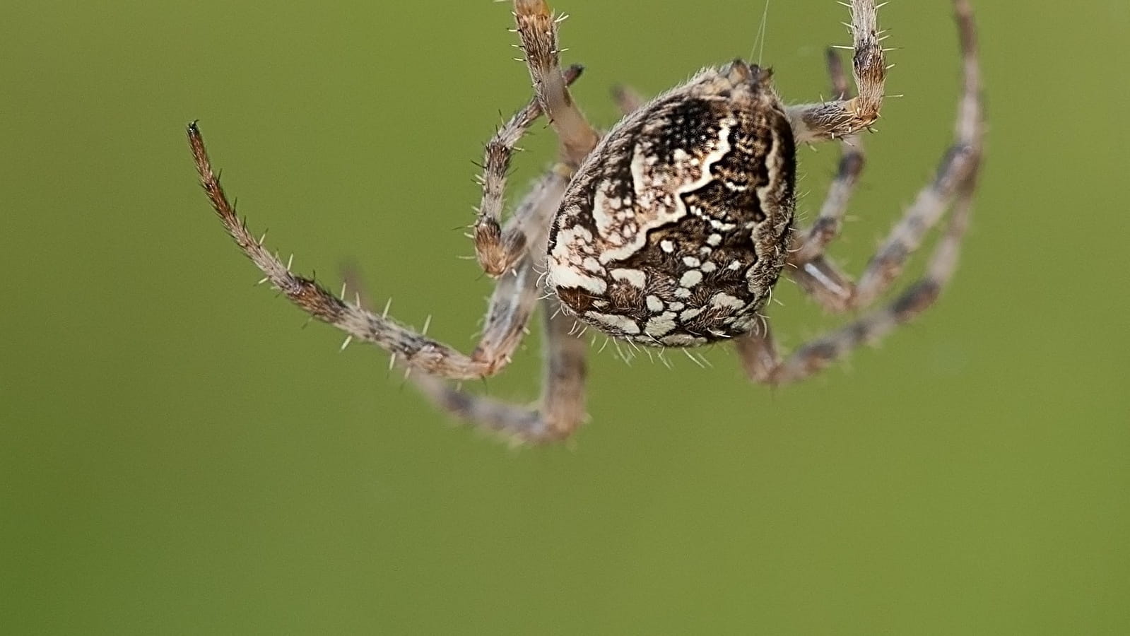 Feldausflug und Vortrag über Spinnen 