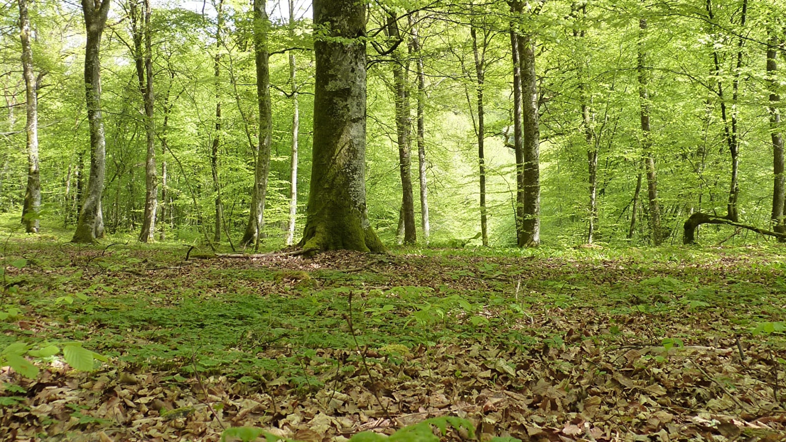 Wald und Vegetation, vom Gras zum Baum (ENS 2024)